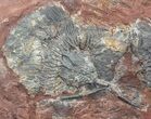 Moroccan Crinoid (Scyphocrinites) Plate #44665-2